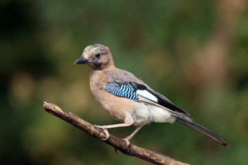 The Eurasian jay (Garrulus glandarius) sitting on the branch