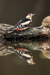 The great spotted woodpecker (Dendrocopos major) on a tree trunk in the water
