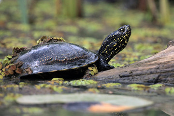 The European pond turtle (Emys orbicularis) or the European pond terrapin in the lagoon