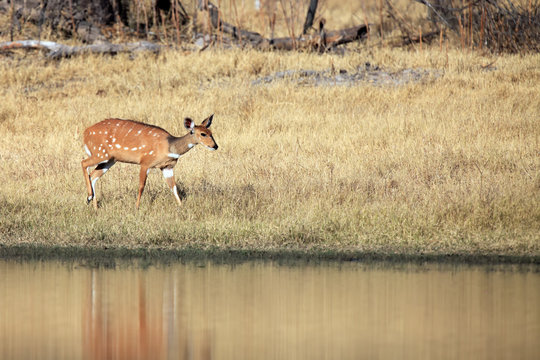 Bushbuck or the imbabala (Tragelaphus sylvaticus) on the banks of the waterhole