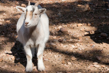 A pygmy goat stands in dappled light on rocky ground.