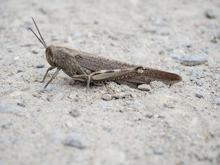 A common brown field grasshopper on rocky dirt.