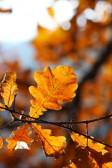 oak leaves in autumn