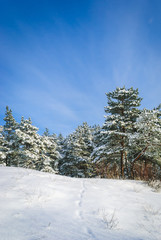 Obraz premium Winter landscape. Pine trees covered with snow.
