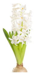White hyacinth on white background