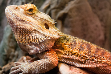 Profile view of a horned lizard perched on a rock.