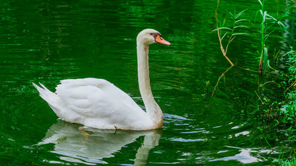 Fototapeta premium A graceful white swan in the beautiful natural pond in vintage style.