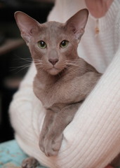 Oriental kitten cat in woman's arms looking at camera
