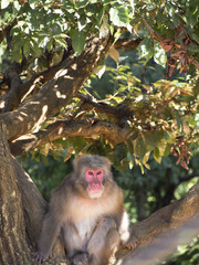 A Japanese macaque, also known as a snow monkey, sits in a tree.