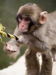 A young Japanese macaque or snow monkey playing.