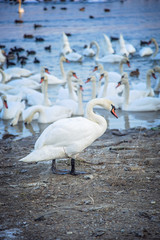 Swans looking for food near a frozen lake