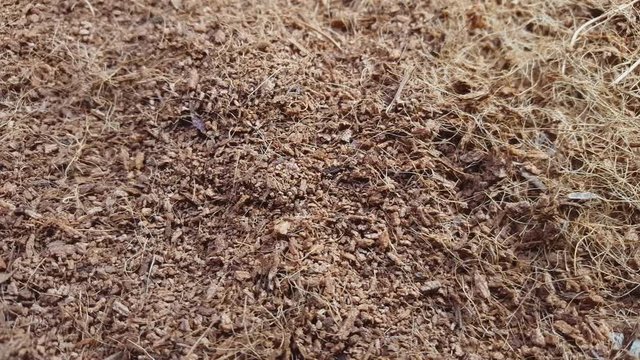 Dry coconut coir rotate on the table. Macro shot.