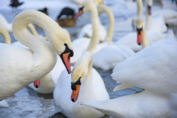 Obraz premium Swans looking for food near a frozen lake