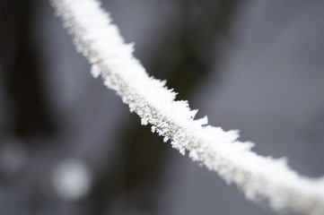 Eiszweig
