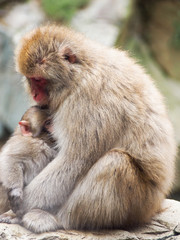 A mother and child snow monkey, or Japanese macaque, snuggling together.