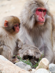 Japanese macaques, also known as snow monkeys, interacting with eachother in a natural setting.