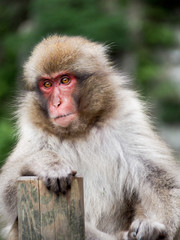 Japanese macaques, also known as snow monkeys, interacting with eachother in a natural setting.