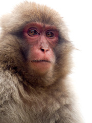 Japanese macaques, also known as snow monkeys, interacting with eachother in a natural setting.