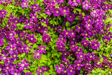 Background with purple clematis flowers. Full floral pattern with green leaves - obrazy, fototapety, plakaty