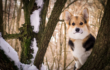 Welsh Corgi on a walk in the winter forest