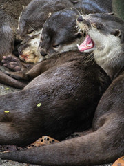 A group of otters snuggle up together for a nap.