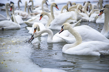 Swans looking for food near a frozen lake