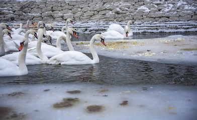 Swans looking for food near a frozen lake
