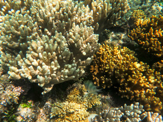 Fototapeta na wymiar Finger coral is a very common type of coral on barrier reefs.