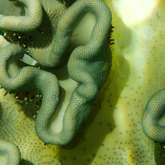 A closeup shot of an elephant ear coral at the Great Barrier Reef in Australia.