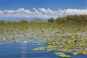 Obraz na płótnie Canvas Цветущие водные лилии на озере. Черногория.