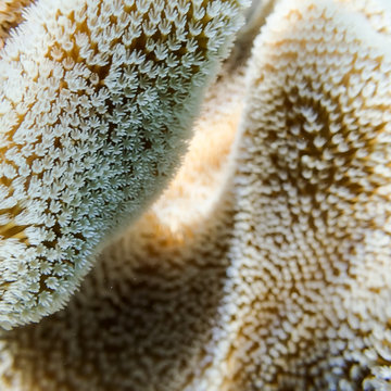 A closeup shot of polyps on a soft coral at the Great Barrier Reef in Australia.