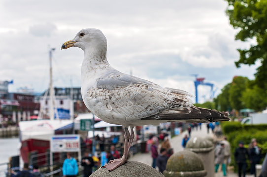 Photo of a seagull standing still with the ships in Warnemunde port in Germany