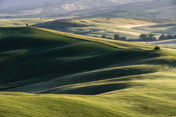 Green grass on the meadows of the Tuscan hills.