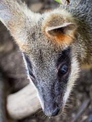 A cute young wallaby cocks its ears.