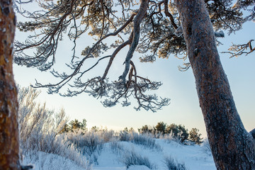 Beautiful old sprawling frozen pine branches and trunk in winter frosty day.