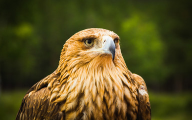 Eagle on a green background