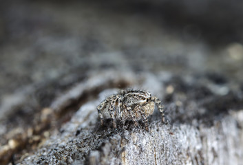 spider, insect