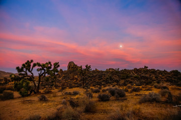 Joshua Trees stand under a colorful sunset sky in the California desert