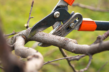 gardener pruning fruit trees with pruning shears
