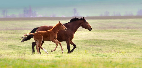Mare and foal run on pasture 