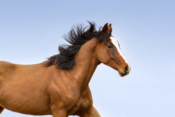 Fototapeta na wymiar Bay horse with long mane portrait. Horse close up against blue sky