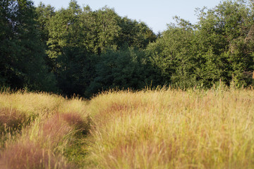 Obraz premium summer evening