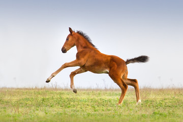 Beautiful bay foal run gallop on spring green pasture