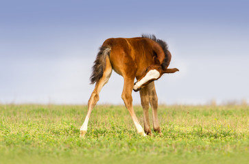 Fototapeta na wymiar Cute colt on spring meadow