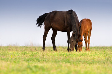 Obraz na płótnie Canvas Mare and colt grazing on meadow