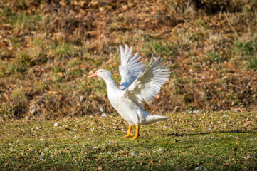 Canards blancs