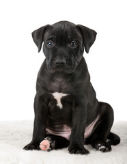 American Pit Bull Terrier puppy on a black background