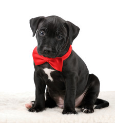 American Pit Bull Terrier Cute puppy in a red tie on a white background