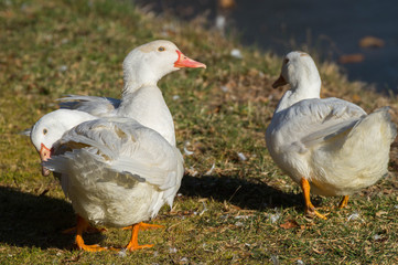 Canards blancs