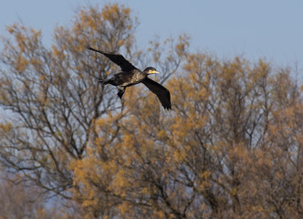 Great cormorant in flight